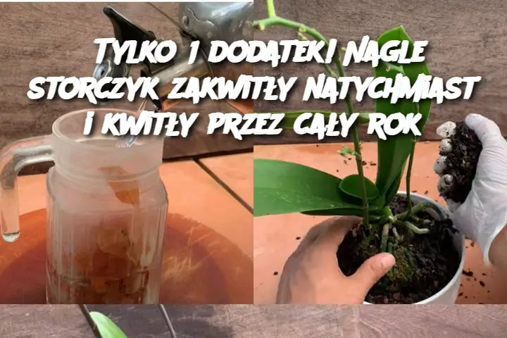 Tylko 1 dodatek! Nagle storczyk zakwitły natychmiast i kwitły przez cały rok