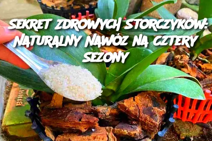 Sekret Zdrowych Storczyków: Naturalny Nawóz na Cztery Sezony