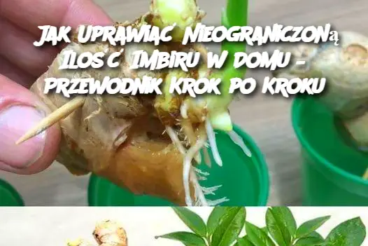 Jak Uprawiać Nieograniczoną Ilość Imbiru w Domu – Przewodnik Krok po Kroku