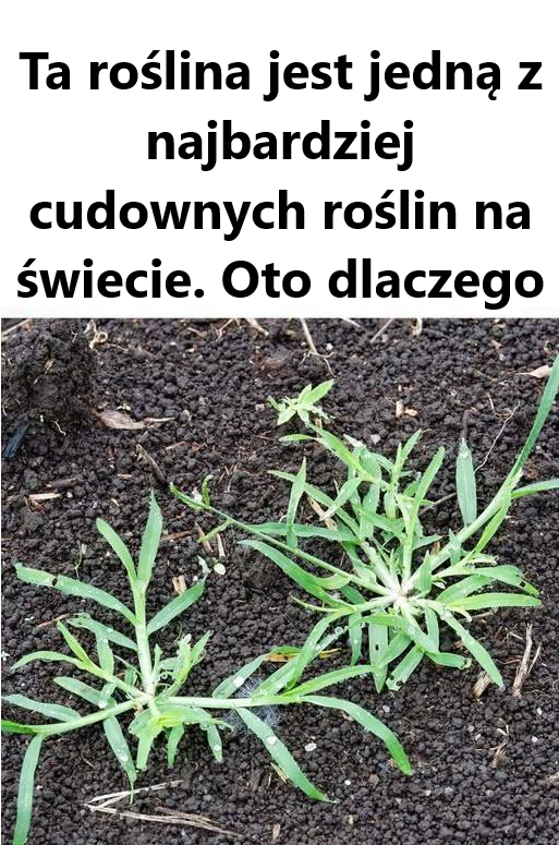 Nigdy o tym nie słyszałem