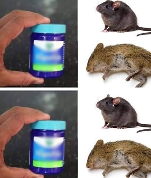 Jak pozbyć się szczurów za pomocą maści Vick Vaporub, metoda, która działa!