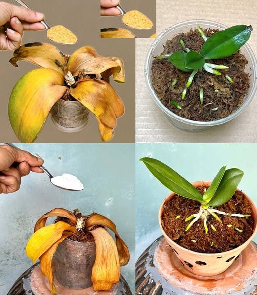 Wystarczy łyżeczka, a nagle orchidea cudownie rozkwitnie wieloma kwiatami
