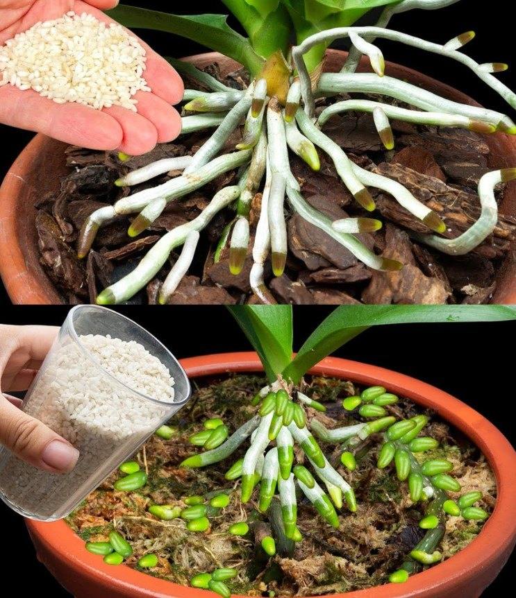 Domowy Eliksir dla Orchidei: Jak Naturalny Nawóz Sprawił, że Zakwitła Jak Nigdy Dotąd