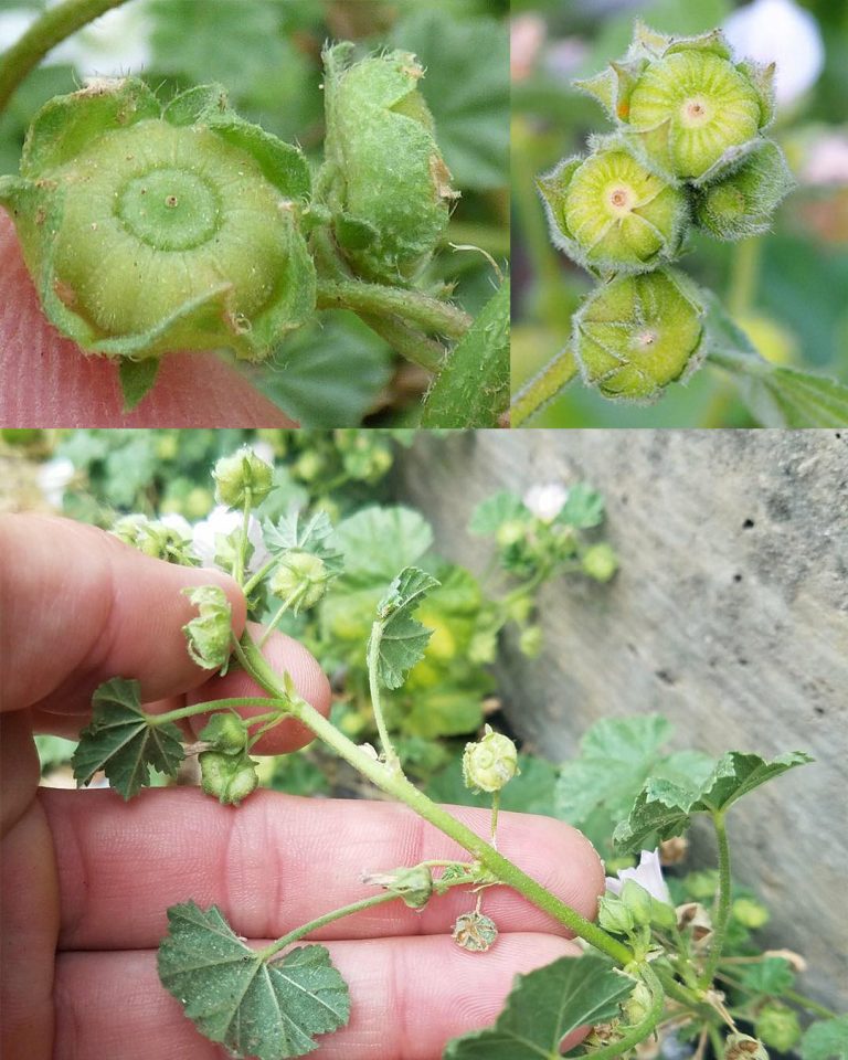 „Moc w Delikatności: Dzika Malwa (Malva Neglecta) i Ślaz Dziki (Malva Sylvestris) w Ziołowej Terapii Ciała i Umysłu