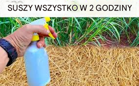 Najlepszy domowy herbicyd: nietoksyczny roztwór (wysusza chwasty w ciągu 2 godzin)